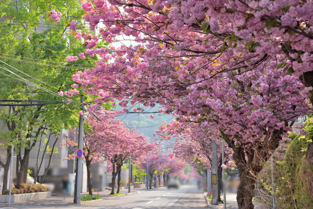 札幌円山公園での花見はジンギスカンセット一式レンタルがおすすめ!_3