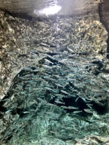 千歳水族館の魚達